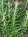 picture of a Rosemary