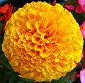 picture of a MariGold